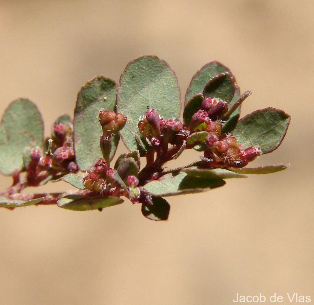 Euphorbia thymifolia L.